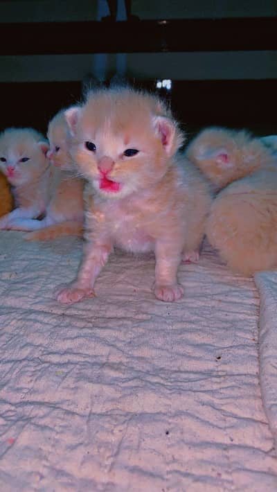 Persian baby available