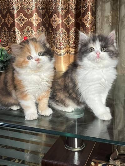 Triple coated Kittens