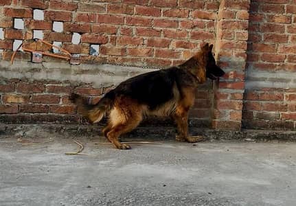 German shepherd long coat female