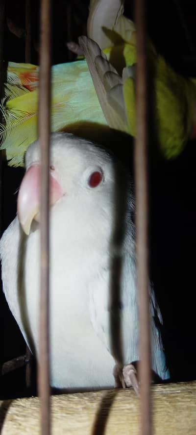 urgent sale for love birds common Latino deceno or albino red eyes