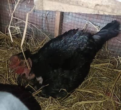 pure ganji kurak murgi for sale