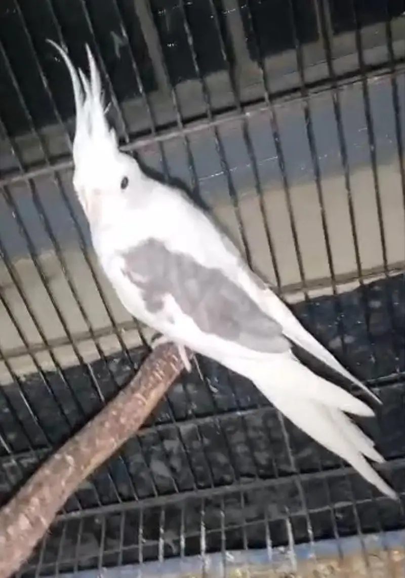 Rare cockteils pair available — photo 2