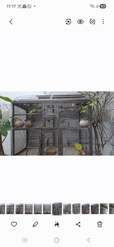 15 + Healthy australian parrots with large wooden cage & accessories