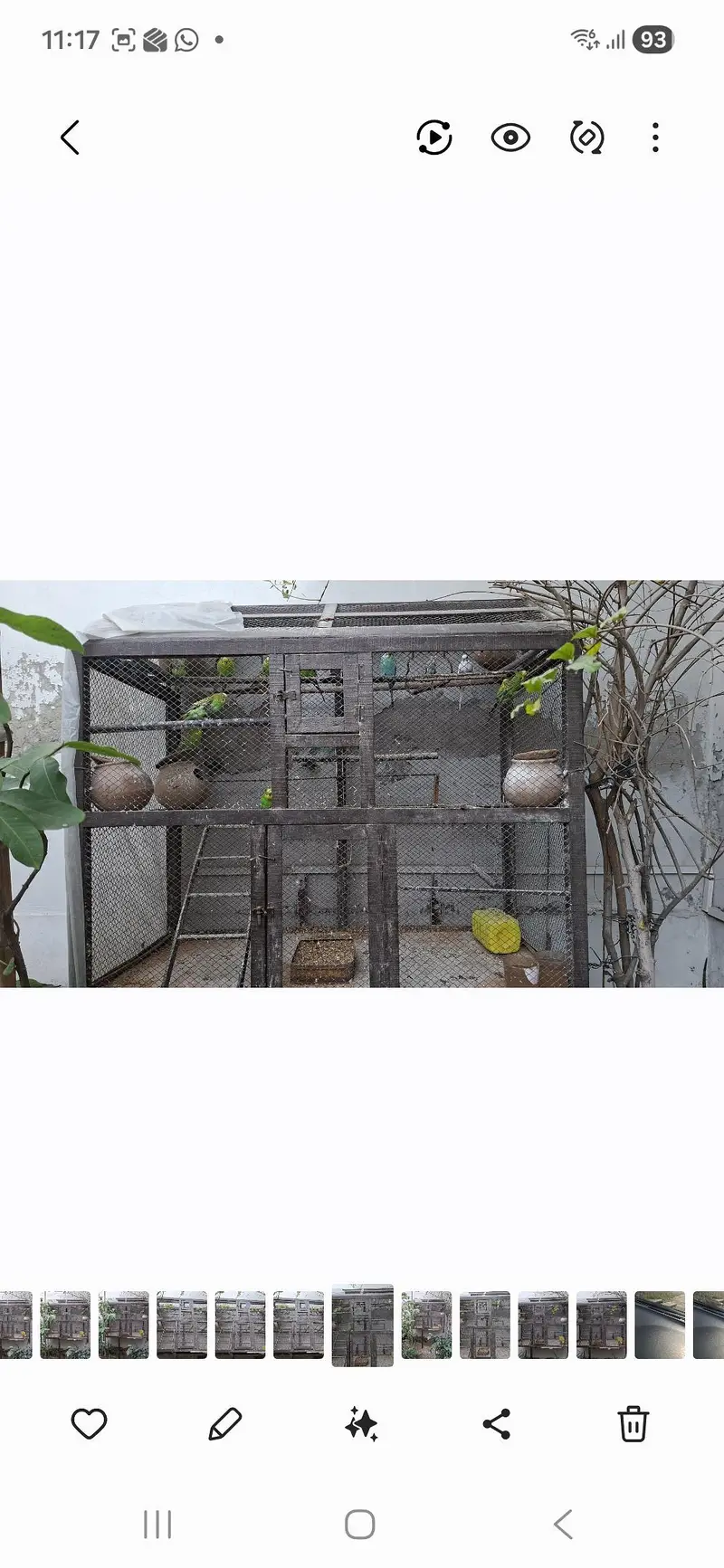 15 + Healthy australian parrots with large wooden cage & accessories