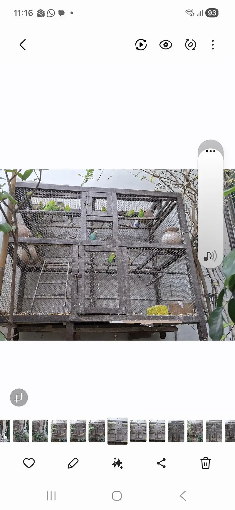 15 + Healthy australian parrots with large wooden cage & accessories — photo 4