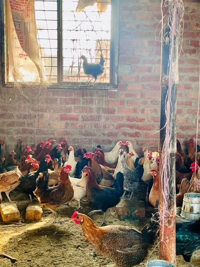 golden misri | desi murghi | ande wali murgi | مرغیاں | desi chicks