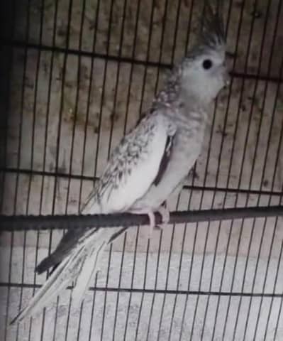 Exotic beautiful Female bird