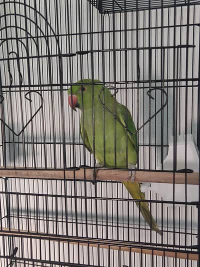 Green Wild Parrot