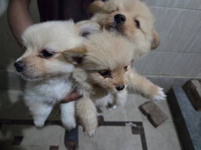 2 months old Pomeranian