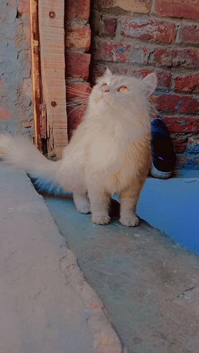 Persian cat for sale
