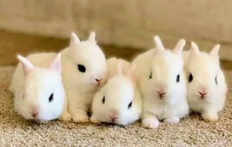 dwarf hotot rabbit bunny
