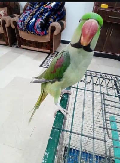 Kashmir raw parrot Full voice traini