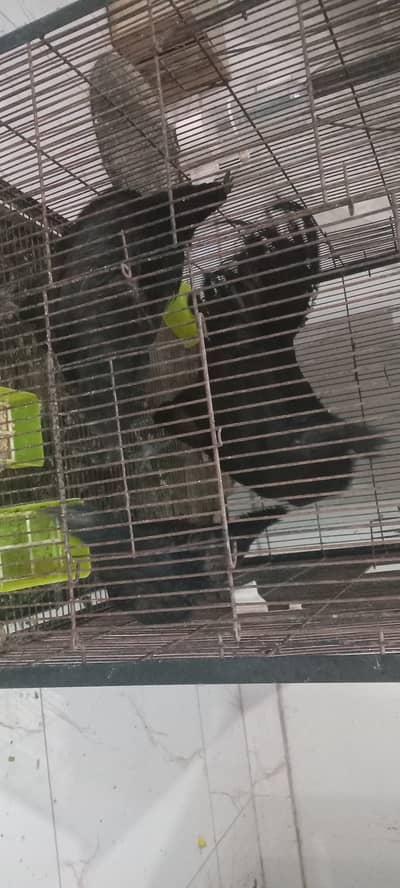 Ayam cemani fertile eggs