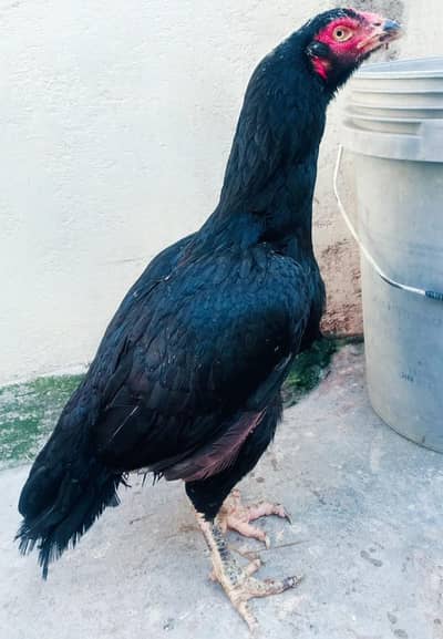 lasani breedar murge