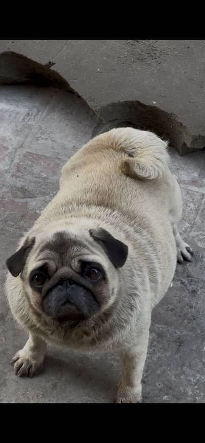 Pug female pedigree
