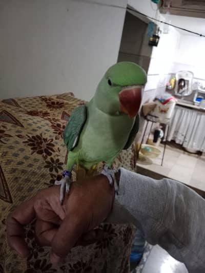 Talking Raw parrot 0341-2033001