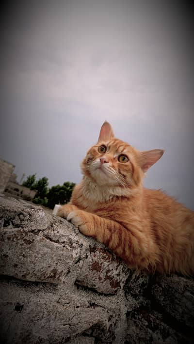 persian orange double coated