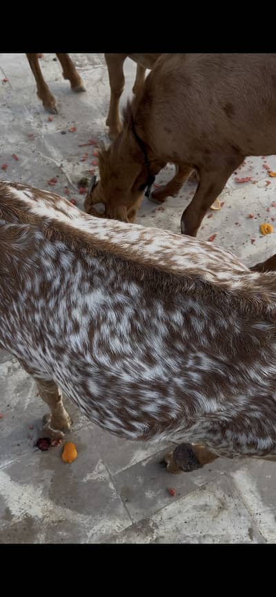 Pure Makha cheeni bloodline breeder female
