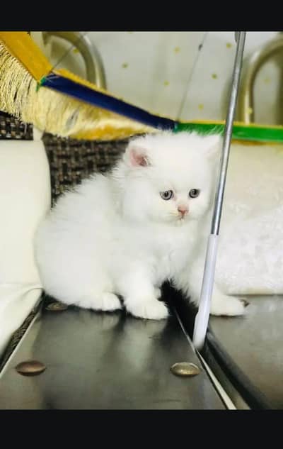 Persian cat for sale my WhatsApp number  0325-15-67-306