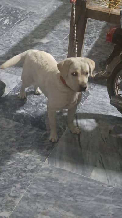 all vaccination complete