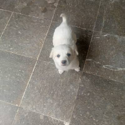*Russian Dog  | white Dog | Puppy For sale*
