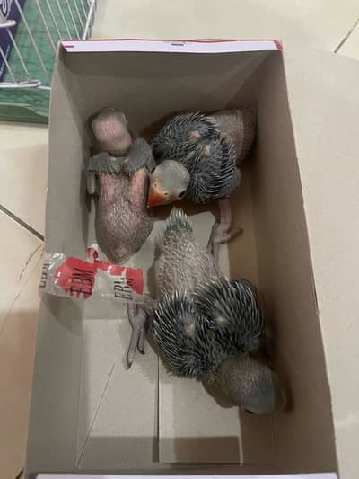 Green Ringneck Chick