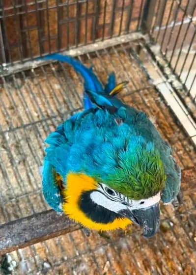 blue macaw parrot chicks for sale (03281732809)