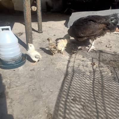 aseel chuza for sale