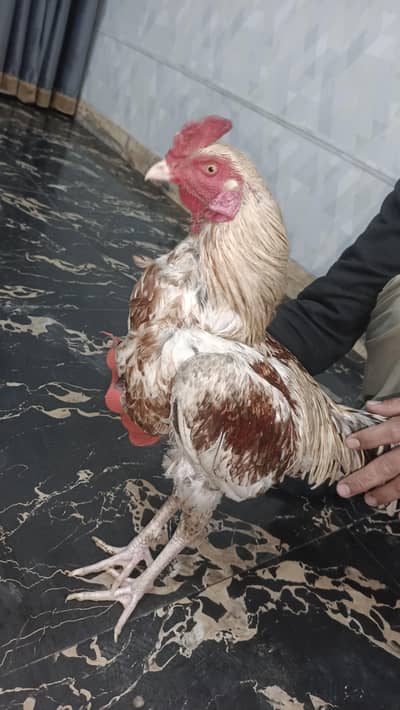 mianwali aseel murgha 0hone number 03164225063