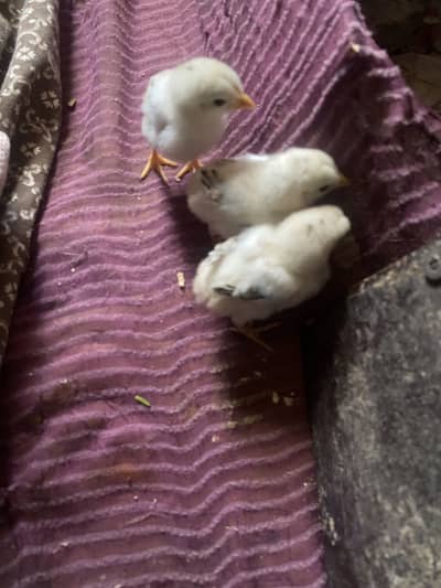 Aseel chicks