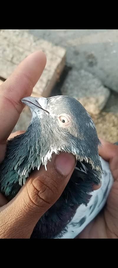 Nayab teedy jora  ande bachchon ki guarantee wala jora for sale