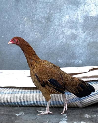 shamu x aseel cross hen available high quality