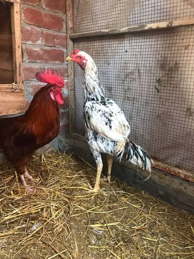 Aseel 2 male and one deasi pair