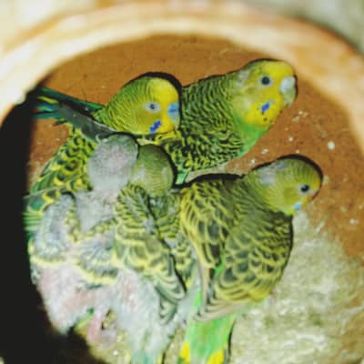 3 breeder pair Han or 5 bacha Han sath jis na Lana ho WO rabta kra