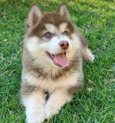 Siberian husky puppy for sale