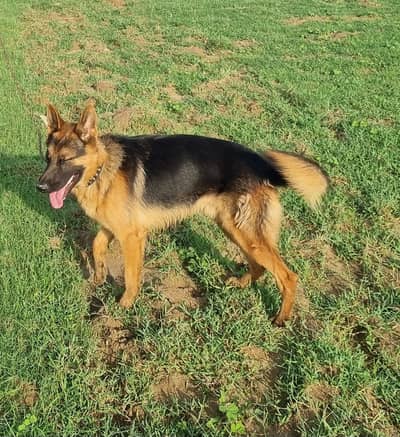 German Shepherd Dog for Sale – 4 Years Old