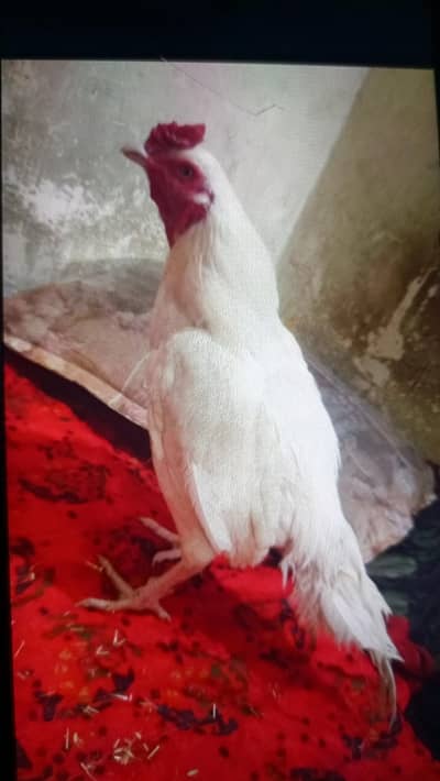 aseel murga white pure jodha