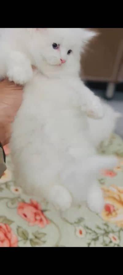 Persian cat @ Persian cat @ cat @ female cat @ Siamese@ siyamese@ coat