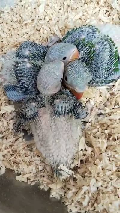 Raw parrot chicks