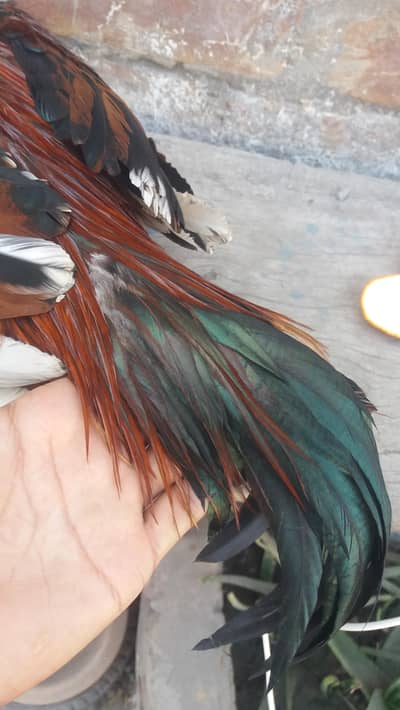 Aseel Sindhi lasani pattha. "0327,6233.046"