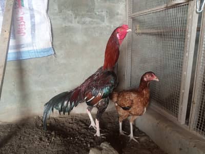 beautiful pair/ long height