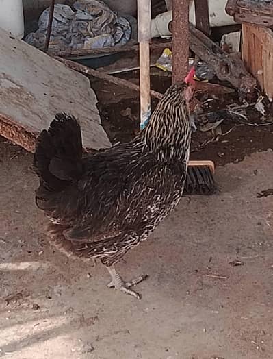 andy wali desi murgi