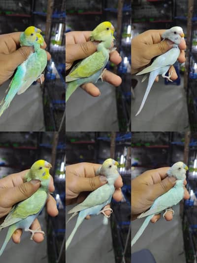 rainbow budgies
