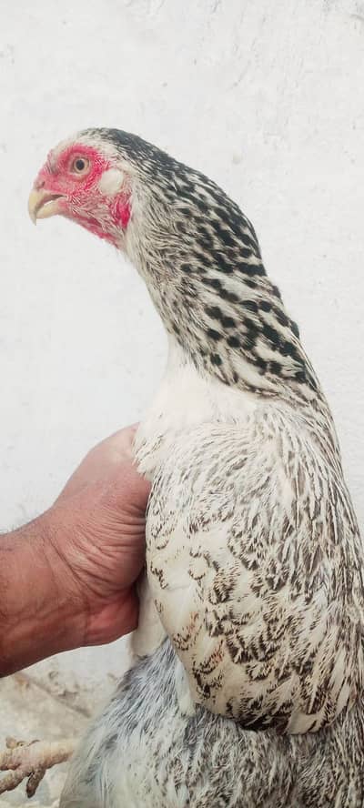 best quality aseel parrotbeak hen