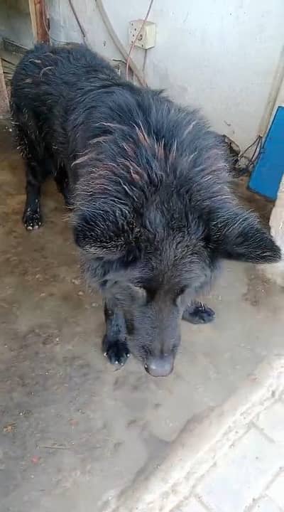 Pair of German shepherd for sale . 10 Months age . 0322 8077876