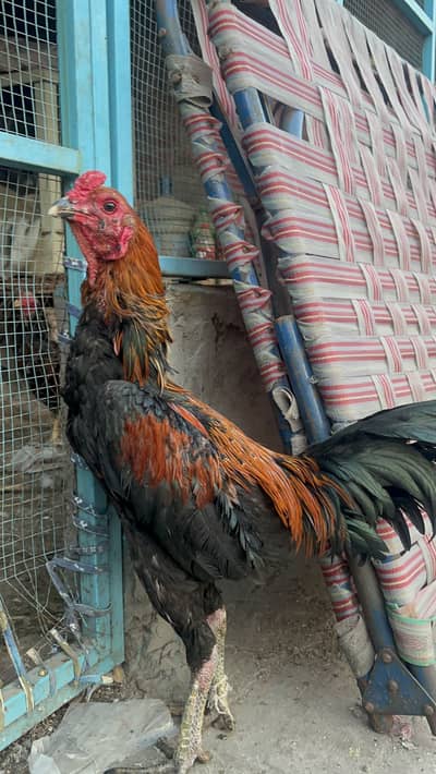 Thurkish hint dragon pakoya male and white long height shamo chicks