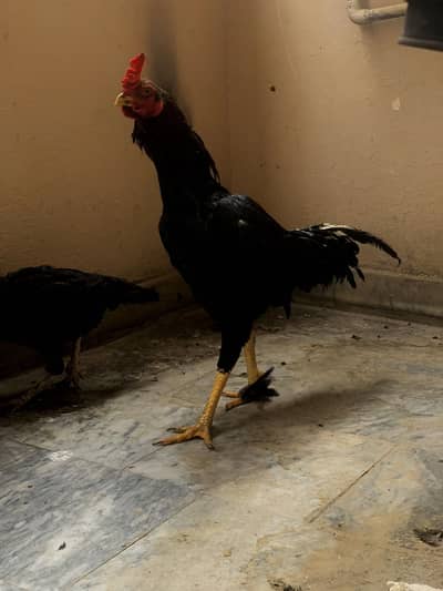 Aseel murga aur aseel murgi  aur desi murgi ande wale