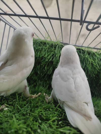 Lovebird Pairs Pathy Albino Decino