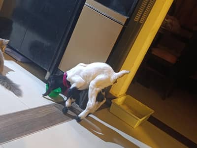 Beautiful young goat