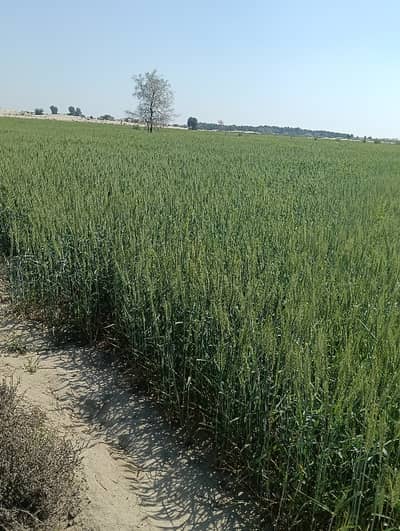 200 Kanal Agriculture Land Sale